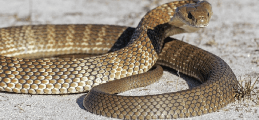 Ngủ mơ thấy rắn là điềm báo tốt hay xấu, nên đánh con gì 9 Mơ thấy rắn cắn đánh con gì?