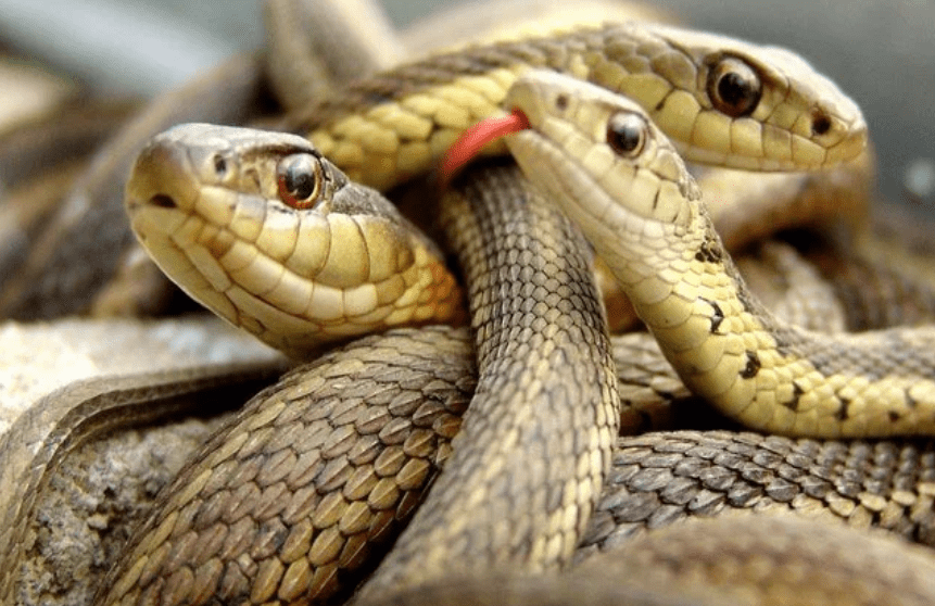 Giải Mã Giấc Mơ Thấy Rắn Và Những Con Số Bạn Cần Biết 7 Mơ thấy rắn đánh con gì may mắn nhất?