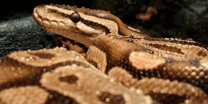 Ngủ mơ thấy rắn là điềm báo tốt hay xấu, nên đánh con gì 12 Mơ thấy rắn đuổi đánh con gì hợp lý?