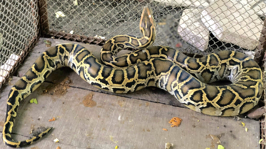 Mơ thấy trăn nên cẩn trọng điều gì, đánh số gì tài lộc nhất 4 Mơ thấy trăn nên cẩn trọng điều gì, đánh số gì tài lộc nhất