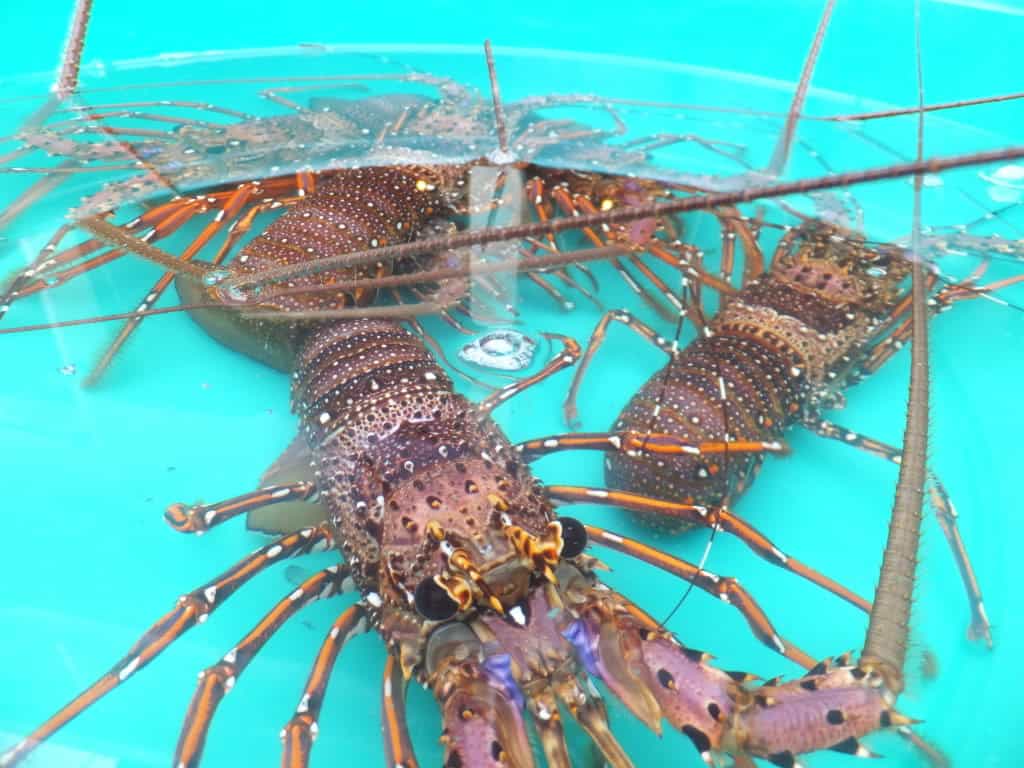 Hé lộ bí mật trong giấc mơ thấy tôm, mơ thấy tôm đánh con gì 8 Mơ bắt được nhiều tôm cho thấy mọi việc điều tốt đẹp