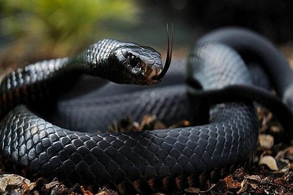 Giải mã những bí ẩn về điềm báo mơ thấy rắn đen 5 Nằm mơ thấy răn đen cắn là điềm không may