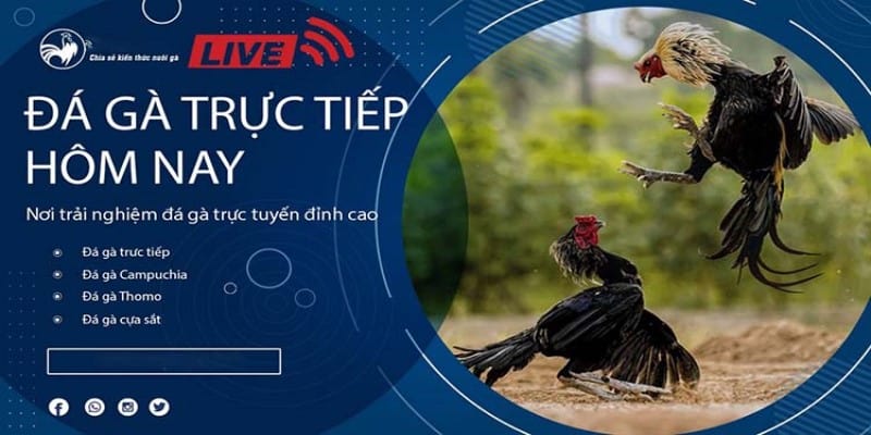Xem Trực Tiếp Trận Gà Đòn Và Gà Tre Hôm Nay Tại Jun88 7 Trận gà đòn và gà tre hôm nay tại nhà cái jun88