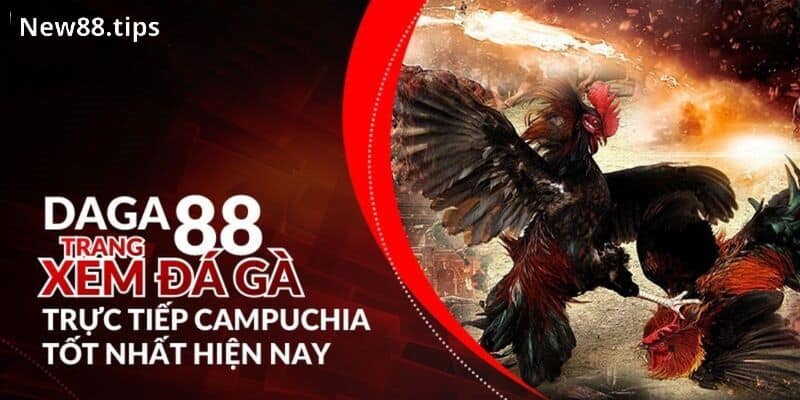 Hướng Dẫn Cá Cược Đá Gà 88 Xanh Chín, Tỷ Lệ Thắng Cao 5 Đá gà 88 là gì?