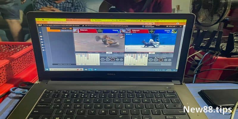 Chơi Đá Gà Campuchia - Hấp Dẫn, Sôi Động Nhất Châu Á 7 Tổng hợp tuyệt chiêu cược đá gà Campuchia thắng lớn