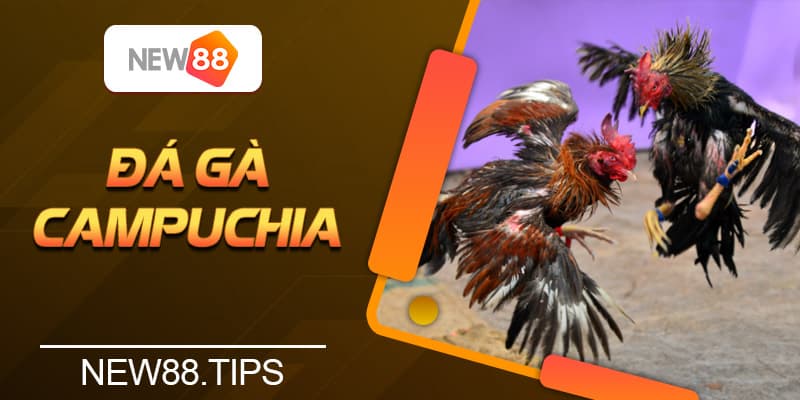 Chơi Đá Gà Campuchia - Hấp Dẫn, Sôi Động Nhất Châu Á 4 Chơi Đá Gà Campuchia - Hấp Dẫn, Sôi Động Nhất Châu Á