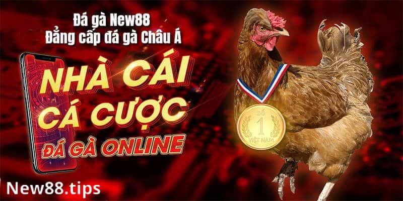 Đá Gà Cựa Dao - Kịch Tính, Hấp Dẫn Trong Từng Trận Đấu 7 Chọn địa chỉ xem đá gà trực tuyến uy tín