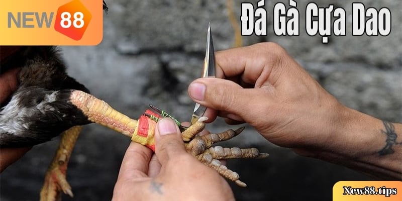 Đá Gà Cựa Dao - Kịch Tính, Hấp Dẫn Trong Từng Trận Đấu 4 Đá Gà Cựa Dao - Kịch Tính, Hấp Dẫn Trong Từng Trận Đấu