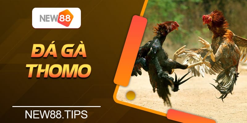Đá Gà Thomo - Tổng Hợp Các Thông Tin Cần Biết Cho Tân Thủ 4 Đá Gà Thomo - Tổng Hợp Các Thông Tin Cần Biết Cho Tân Thủ