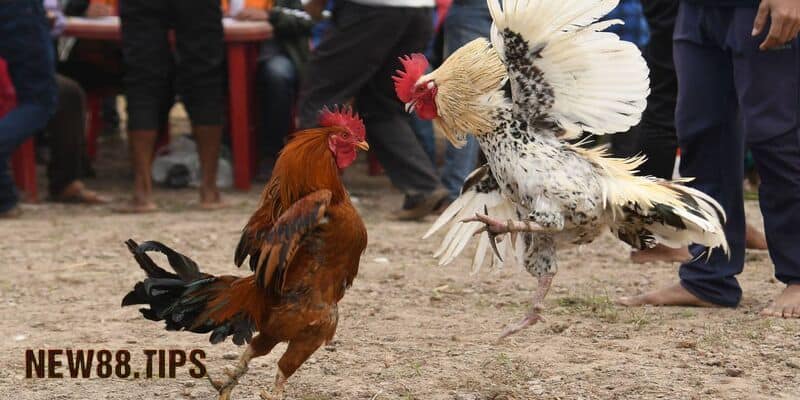 Đá gà trực tiếp là gì?