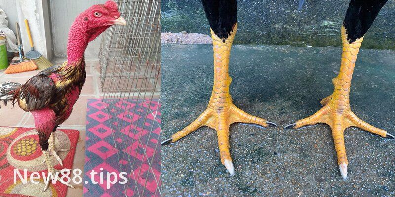 Vảy Gà Chọi Độc - Các Loại Vảy Gà Quý Hiếm Nhất Hiện Nay 5 Vảy gà chọi độc là gì?