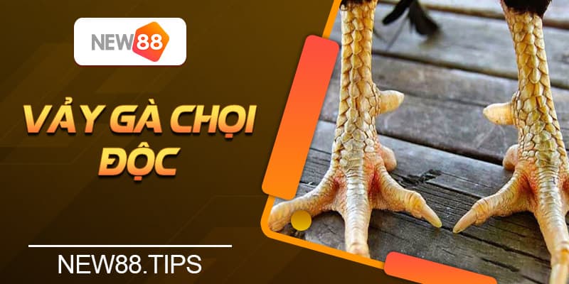 Vảy Gà Chọi Độc - Các Loại Vảy Gà Quý Hiếm Nhất Hiện Nay 4 Vảy Gà Chọi Độc - Các Loại Vảy Gà Quý Hiếm Nhất Hiện Nay