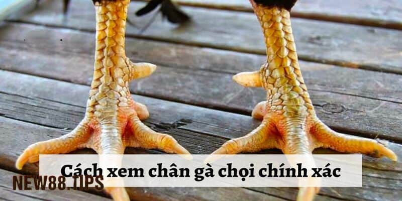 Hướng Dẫn Xem Chân Gà Chọi Để Chọn Chiến Kê Dũng Mãnh 5 Xem chân gà chọi qua tổng thể chân