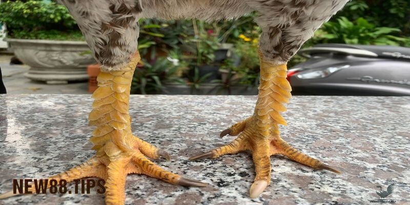 Hướng Dẫn Xem Chân Gà Chọi Để Chọn Chiến Kê Dũng Mãnh 6 Xem hình dáng chân gà chọi